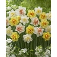 thumbnail image 1 of Tasc Narcissus ‘Double’ Assorted Flower Bulbs – Perennial Spring-Blooming Daffodil Bulbs, 1 of 2