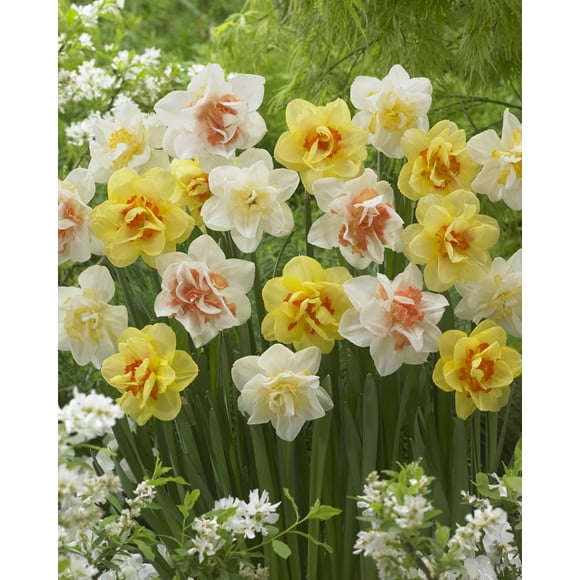 Tasc Narcissus ‘Double’ Assorted Flower Bulbs – Perennial Spring-Blooming Daffodil Bulbs