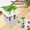 Black, variant on Hydroponic Grow Box 6-Hole Planting System Home Herb Planter Vegetable Cultivation Kit for Indoor Gardening