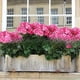 thumbnail image 4 of Geranios artificiales 2PCS Flores de seda para cestas colgantes al aire libre - Rosa, blanco, rosa intenso - Plantas artificiales de 13,7 pulgadas para decoración de porche y jardín, 4 of 6