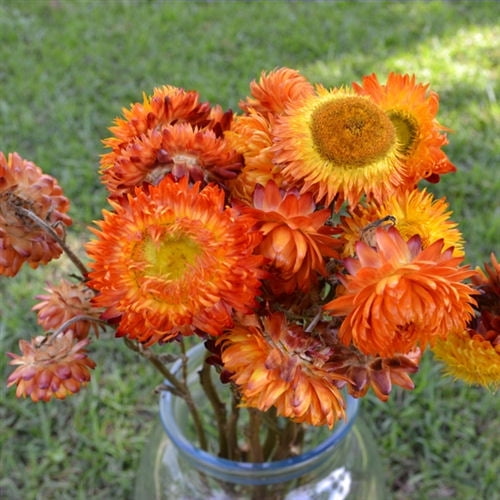 Dried StrawFlowers - Straw Flowers 10 stems per bunch 1.5-2.5in. Flowers  stemmed (about 12in. stem) -- Single bunch - Orange