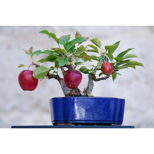 15 Bonsai Apple Tree Seeds Grow Exotic Indoor Fruit Bonsai