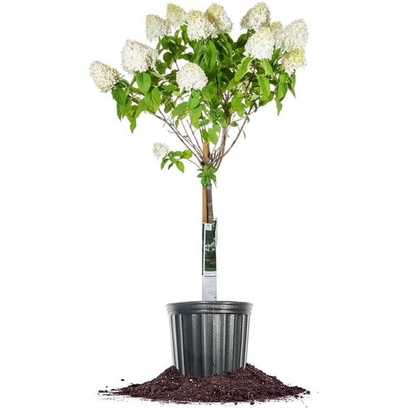 4-5 Limelight Hydrangea Tree - Unique Flowering Topiary - Repeat Bloomer