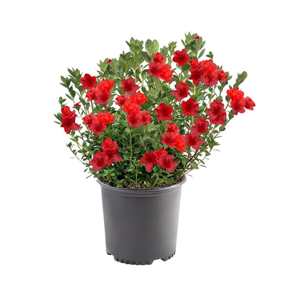 Azalea, Johanna Live Shrub (2.25 Gallon)