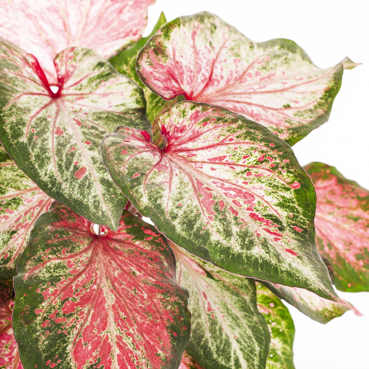 Proven Winners 2QT Green Pink Caladium Live Annual Plant Sun 3-Pack