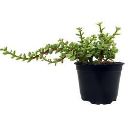 Creme & Green Mini Jade Plant - Portulacaria afra - 2.5 Creme & Green Mini Jade Plant - Portulacaria afra - 2.5