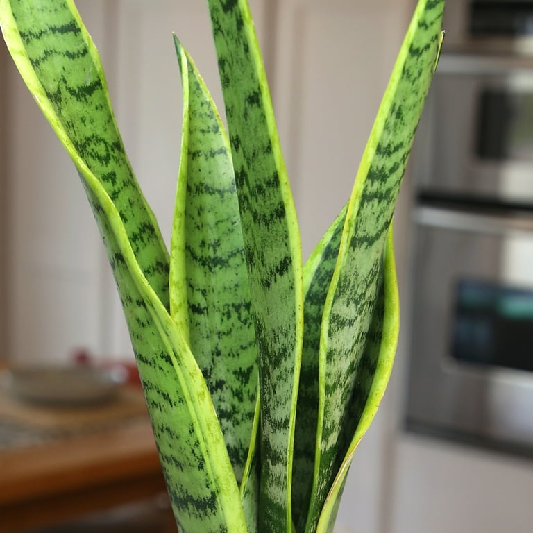 Laurentii Snake Plant, Clean Air Houseplant | 4.25 in Decor Pot; Full Sun |  Element by Altman Plants