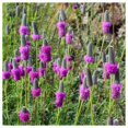 thumbnail image 3 of Everwilde Farms - 2000 Purple Prairie Clover Native Wildflower Seeds - Gold Vault Jumbo Bulk Seed Packet, 3 of 5
