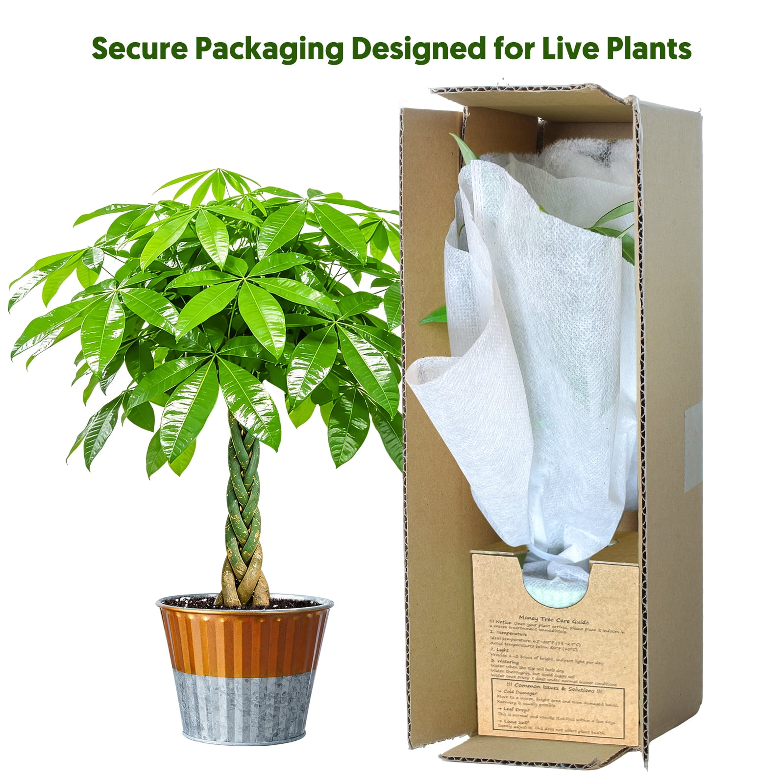 8“-12" Tall Pachira Braided Money Tree, Live Plants Easy to Grow Houseplant, Indoor Bonsai,Gift for Mom
