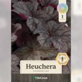 thumbnail image 3 of 1 Gallon Heuchera Raspberry Sea, 3 of 11