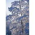 thumbnail image 1 of Snow Covered Tree Poster Print, Large - 24 x 36, 1 of 1