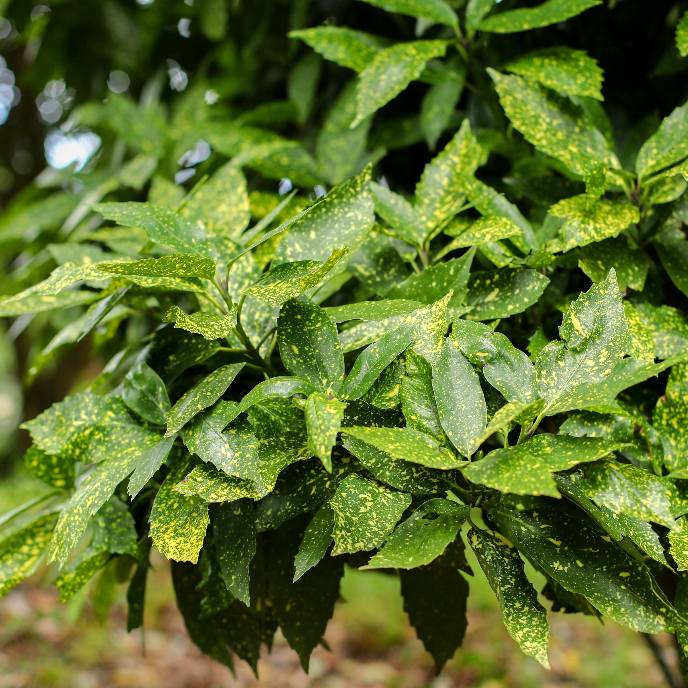 3 gal. Hosaba Hoshifu Acuba Shrub