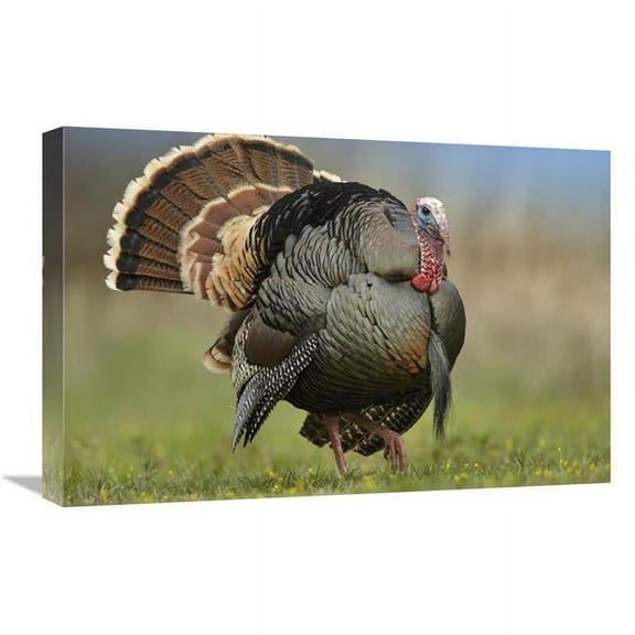 16 x 24 in. Wild Turkey Male in Courtship Display, Palo Duro Canyon State Park, Texas Art Print - Tim Fitzharris