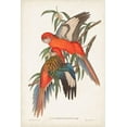 thumbnail image 4 of John Gould 11x14 Black Modern Wood Framed Wall Art Titled - Tropical Parrots I, 4 of 6