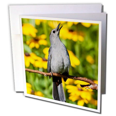 Greeting Cards - Gray Catbird Singing in a Garden with Black-Eyed Susan Marion Co. IL - 6 Pack - Birds