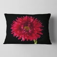thumbnail image 2 of Designart Chrysanthemum Flower on Black - Flowers Throw Pillowwork - 12x20, 2 of 5