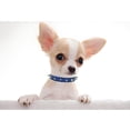 thumbnail image 2 of Mumup Spiked Puppy Dog Collar Soft Pu Leather Mushrooms Rivet Spike Stud Studded Cat Collars Adjustable for Girl Boy Pet Kitten, 2 of 6