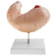 thumbnail image 2 of Modelo de estómago 1: 1 Modelo anatómico Anatomía para ciencias , modelos de demostración de laboratorio, 2 of 8