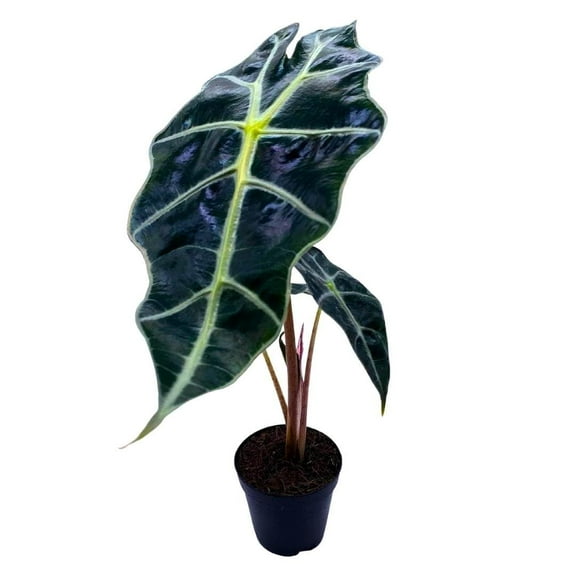 BubbleBlooms Alocasia African Mask, Kris Plant, Alocasia 'Polly', Elephant Ear in 2-inch Pot