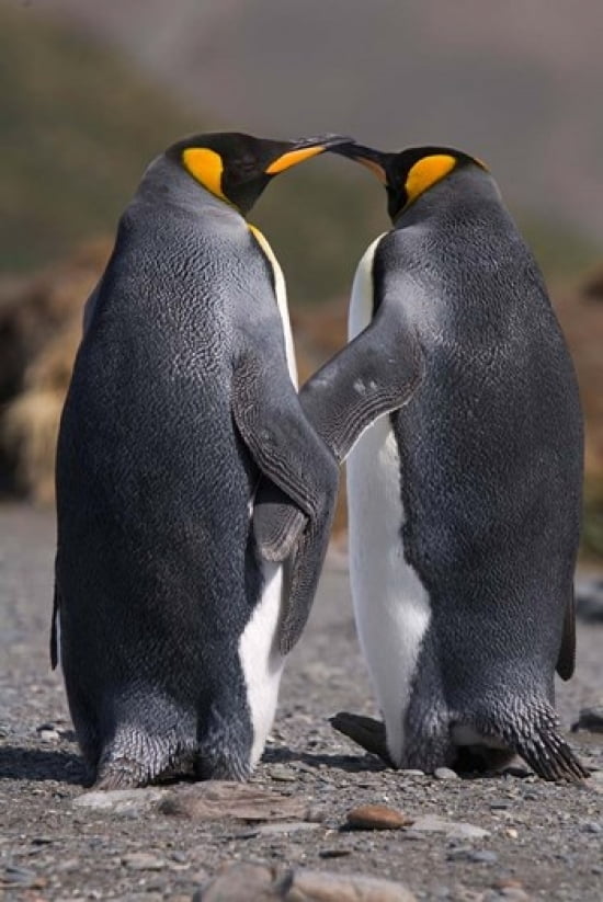 King penguins mating ritual Poster Print by Hugh Rose - Walmart.com