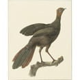 thumbnail image 2 of Pieter Pietersz. Barbiers 20x24 Black Ornate Framed Double Matted Museum Art Print Titled: Kuifsjakohoen (Penelope Purpurascens) (1759 - 1842), 2 of 5