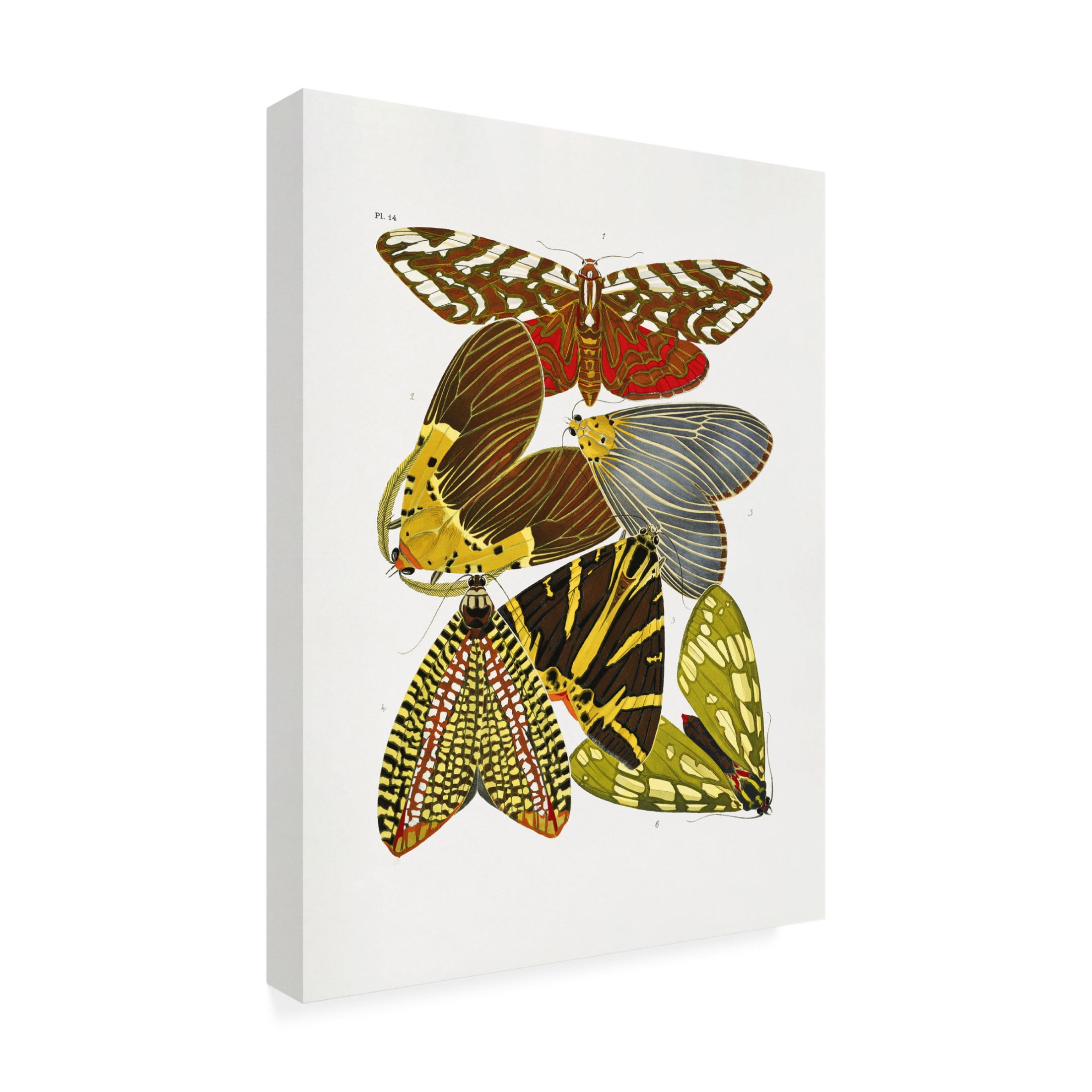 Trademark Fine Art Pictufy Butterflies 6 Canvas Wall Art