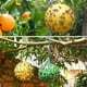 thumbnail image 4 of Matsuzay Trampa adhesiva para moscas de la fruta, respetuosa con el medio ambiente, para el hogar, conveniente, bolas trampa para moscas Jardín y Patio, 4 of 6