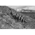 thumbnail image 2 of Frank, Jacob W. 32x23 White Modern Wood Framed Museum Art Print Titled - Bighorn Rams, Mount Everts, Yellowstone National Park, 2 of 4