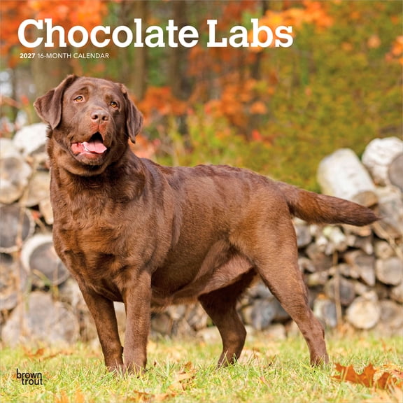 Chocolate Labrador Retrievers | 2027 12x24" (Hanging) Wall Calendar | Plastic-Free