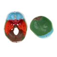 thumbnail image 3 of Skull Model, Human Skull Included Full Set Removable Partitioned Skull Model Christmas Halloween Decorated B, 3 of 7