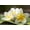 Unframed, variant on Art.com Frangipani Tropical Flowers, Plumeria Flowers Fresh Photographic Print by worawut2524, 18" x 12"
