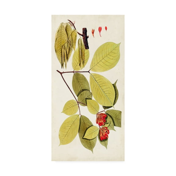 Trademark Fine Art 'Leaf Varieties II' Canvas Art by Vision Studio