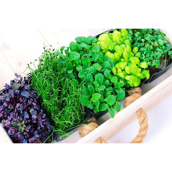 Microgreens Mix - Basil, Onion, Radish, Alfalfa, Wheatgrass - 5 of The Best Microgreens to Grow