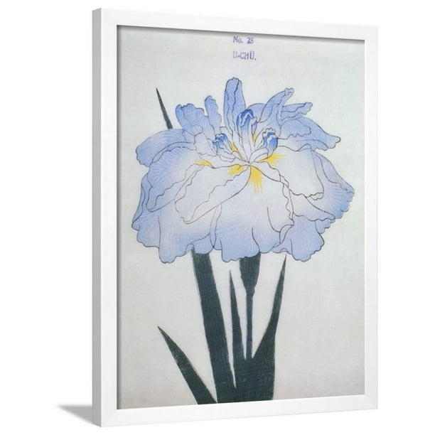 U Chu Book Of A Light Blue Iris Framed Print Wall Art By Stapleton Collection Walmart Com Walmart Com