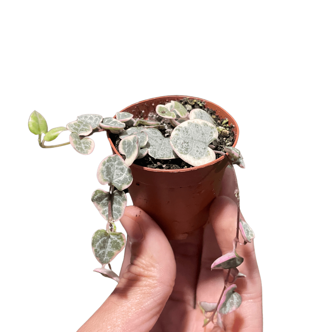 Variegated String of Hearts Succulent - Live Air-Purifying Indoor Plant in Nursery Pot – Easy Care, Low Maintenance Houseplant for Home & Office Decor, Natural Air Cleaner, Best for Beginners (4"Pot)