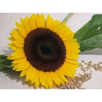 25 EBONY & GOLD SUNFLOWER Helianthus Annuus Flower Seeds