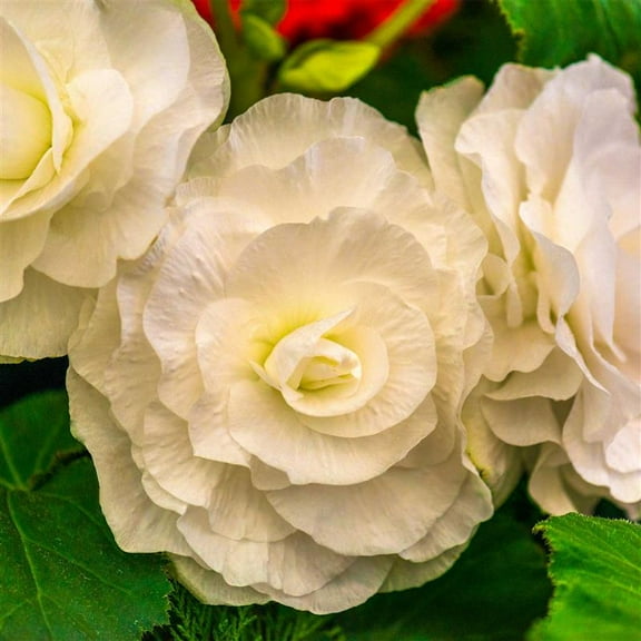 Pelleted Begonia Nonstop Series Mocha White Seed ~25 Seeds | Double Blooms in Shade | Tuberous Annual for Hanging Baskets, Pots & Borders | 119-133 Days | Compact 8-10” Plants | Non-GMO