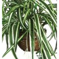 thumbnail image 3 of Cesta colgante con forma de araña casi natural con plantas artificiales, color verde, 3 of 4