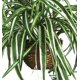 thumbnail image 3 of Cesta colgante con forma de araña casi natural con plantas artificiales, color verde, 3 of 4