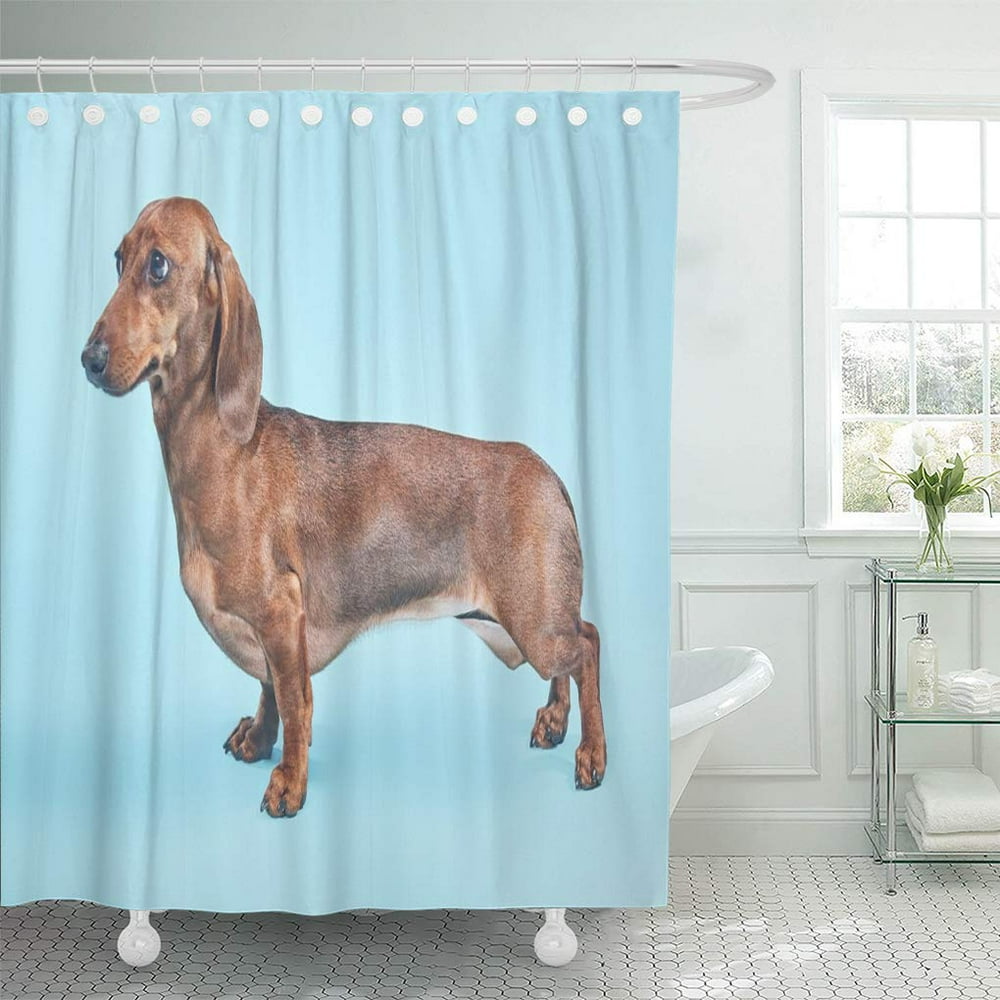 CYNLON Adorable Dachshund Sausage Dog Surprised Funny Emotional Blue