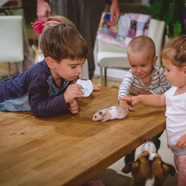 CRAFTHROU Ropa Interior Fisiológica Reutilizable Para Mascotas Pequeñas Fabricada En Poliéster Transpirable