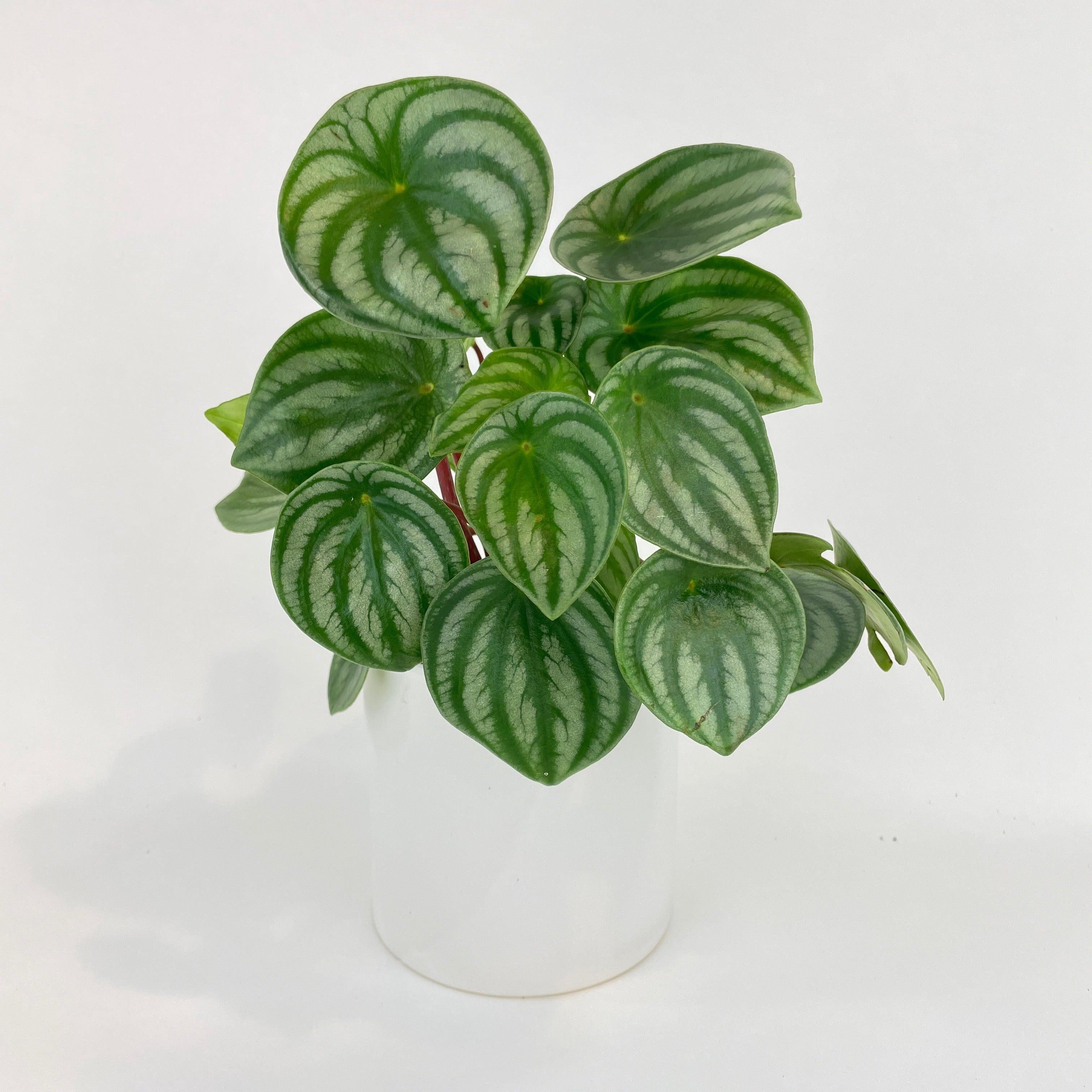Bumble Plants Watermelon Peperomia Argyreia - Full Live Colorful Houseplant in Nursery Pot, Easy Care, Indoor Plant for Beginners