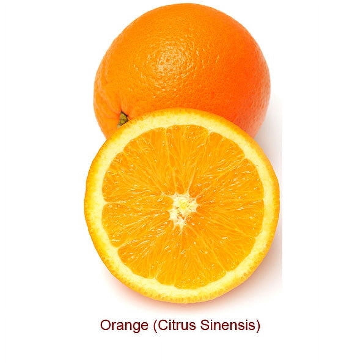 Orange 5 Fold Essential Oil 1 fl oz (30 ml) - 100% Pure and Natural by Silky Scents