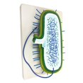 thumbnail image 1 of Modelo de muestra de germen de ciencia y naturaleza de laboratorio biológico Ayudas didácticas para el aprendizaje estudiantes Hugo Enseñanza básica de muestras, 1 of 7