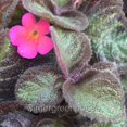 thumbnail image 2 of Episcia, Pink Panther, Flame Violet, Violet - Pot Size: 3.5in - House Plants, 2 of 3