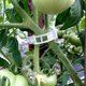 thumbnail image 3 of Paquete de 100 clips de soporte para plantas de hortalizas, tomates y vides - Para un crecimiento vertical y más saludable 2,5 cm x 3 cm blanco JM MX-0135601FYD, 3 of 5