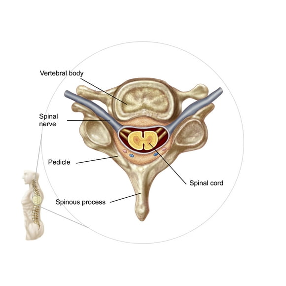 Anatomy of human vertebra Poster Print (33 x 23)