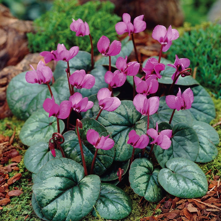 Van Zyverden Cyclamen Coum Set of 5 Bulbs Purple Light Shade