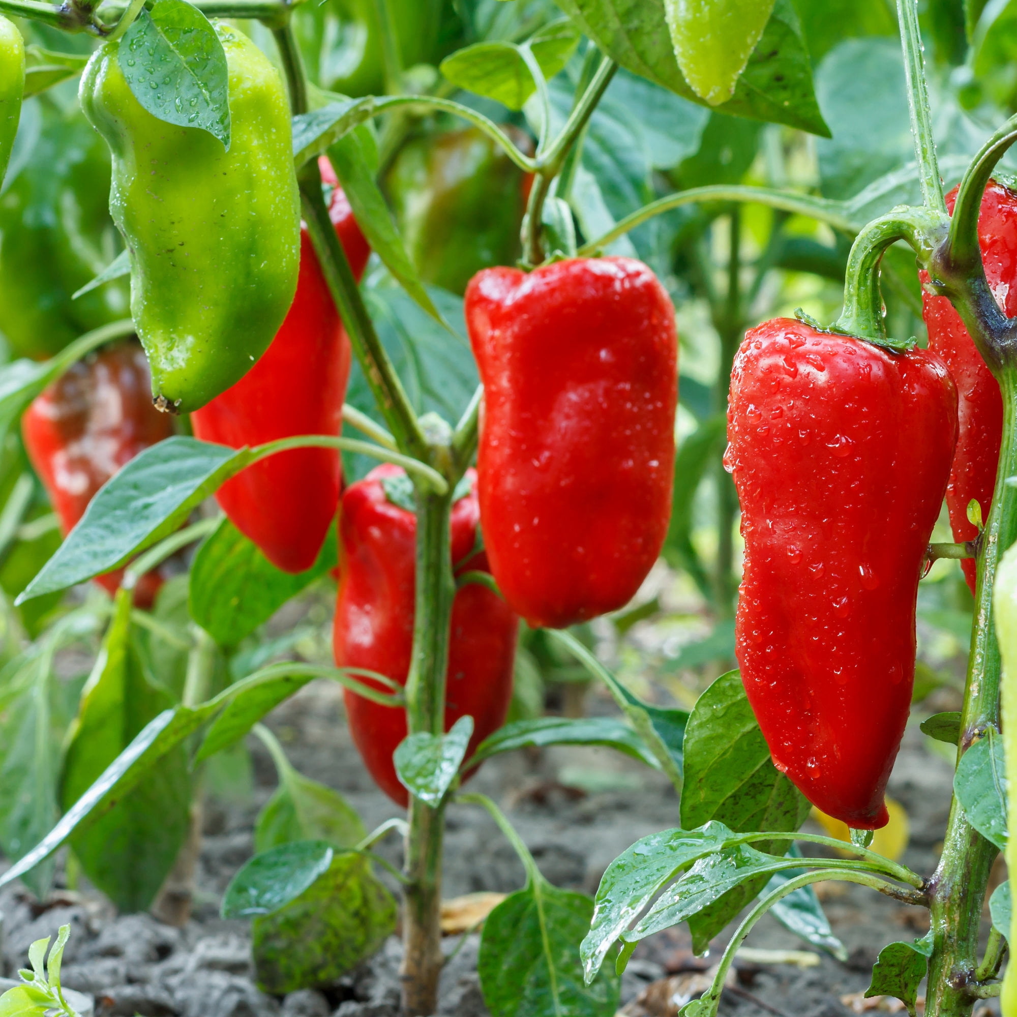 Bonnie Plants Snacking Red Pepper 19.3 oz. 2-Pack