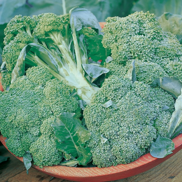 Burpee Organic De Cicco Broccoli Vegetable Seed, 1-Pack - Walmart.com